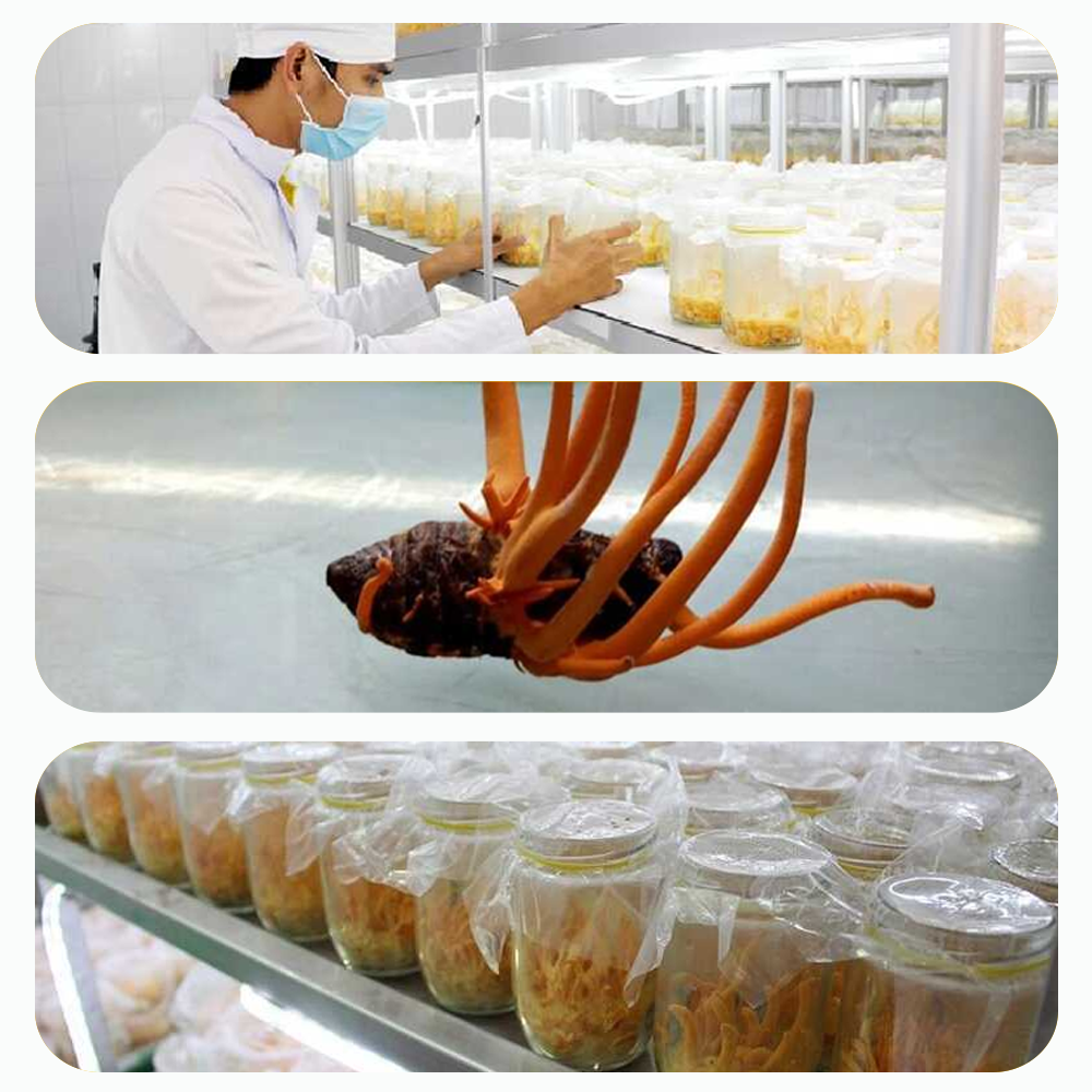 Đông trùng hạ thảo Toro - Sấy thăng hoa nguyên sợi cải thiện chức năng sinh lý - Hũ 10g