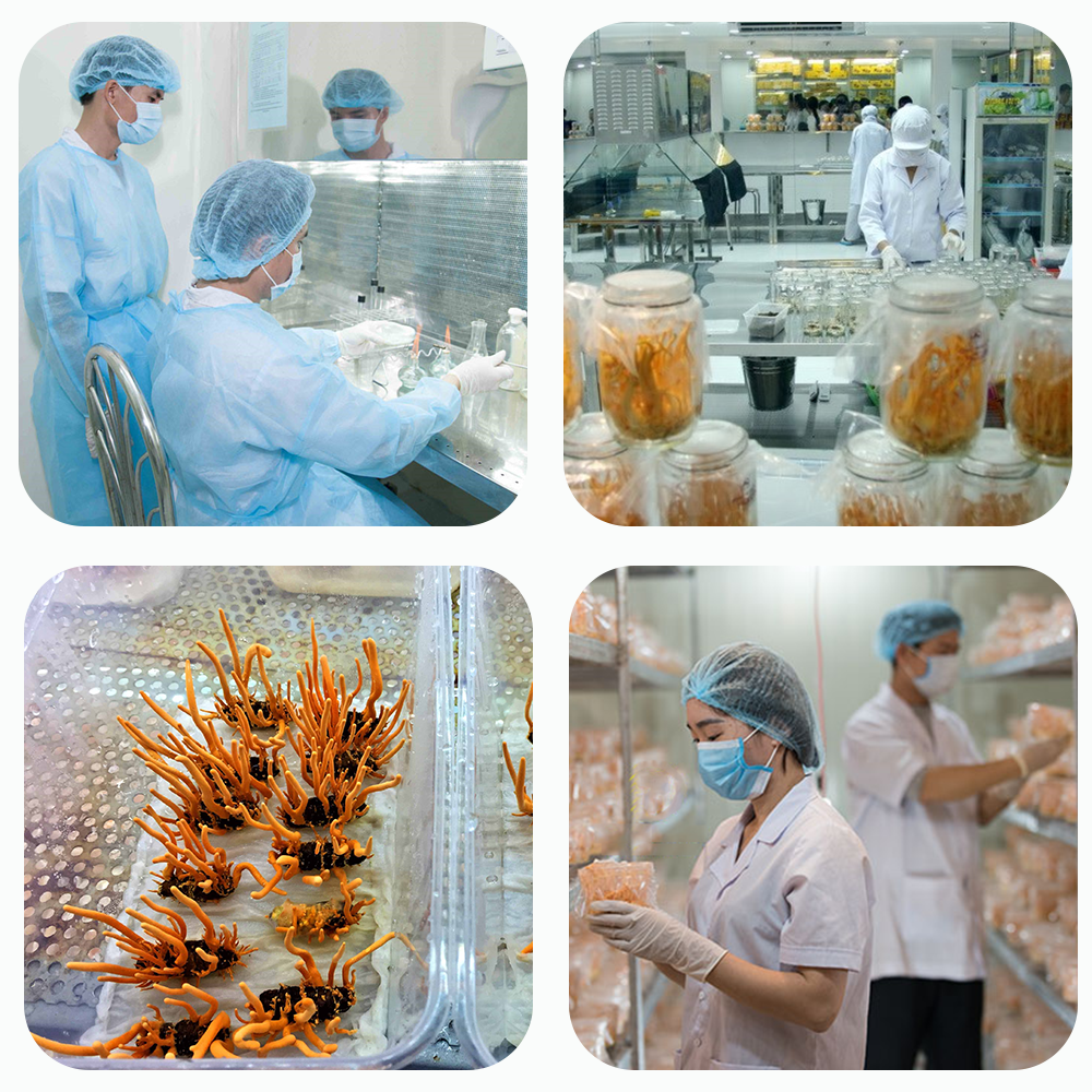 Đông trùng hạ thảo Toro - Sấy thăng hoa nguyên sợi cải thiện chức năng sinh lý - Hũ 10g