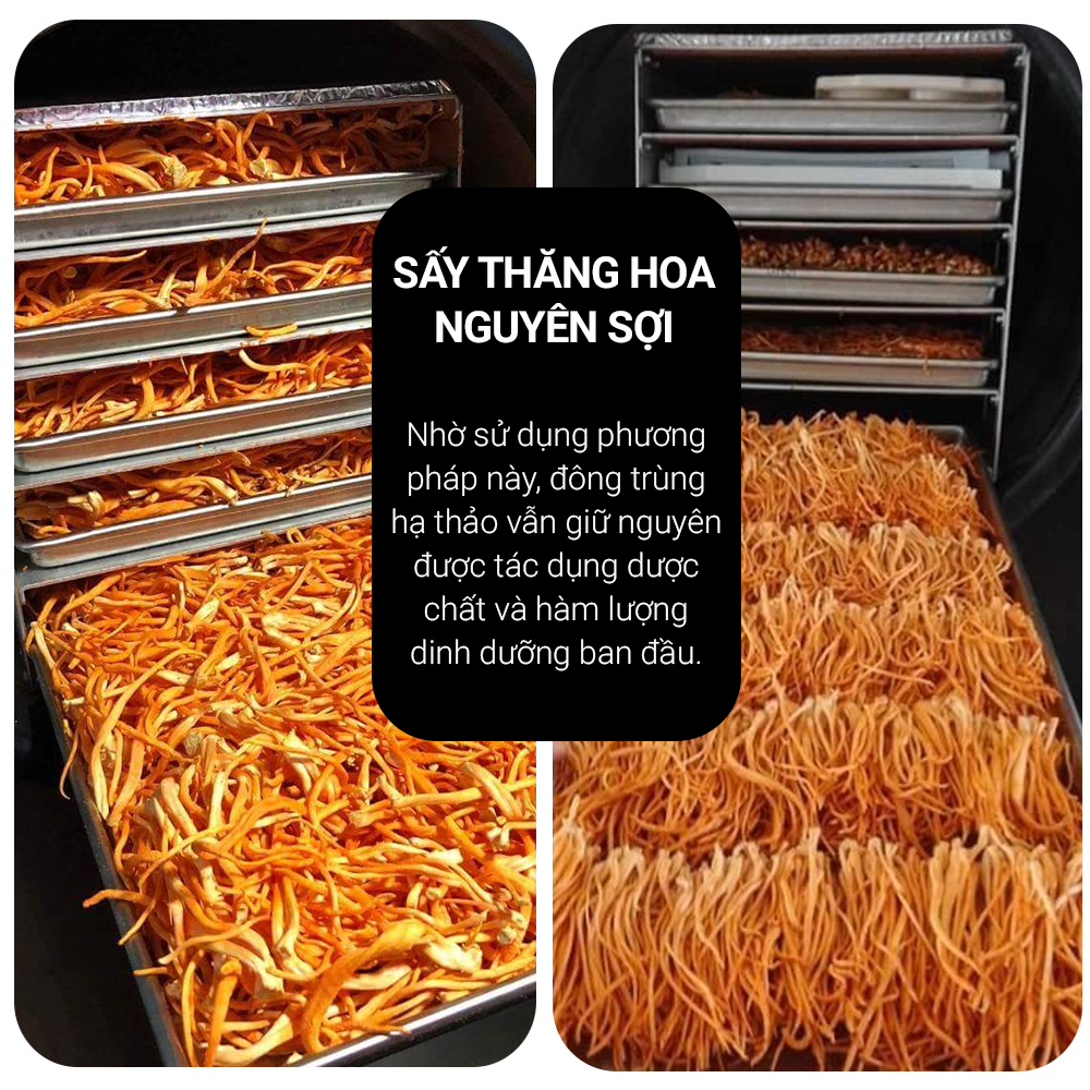 Đông trùng hạ thảo Toro - Sấy thăng hoa nguyên sợi cải thiện chức năng sinh lý - Hũ 10g